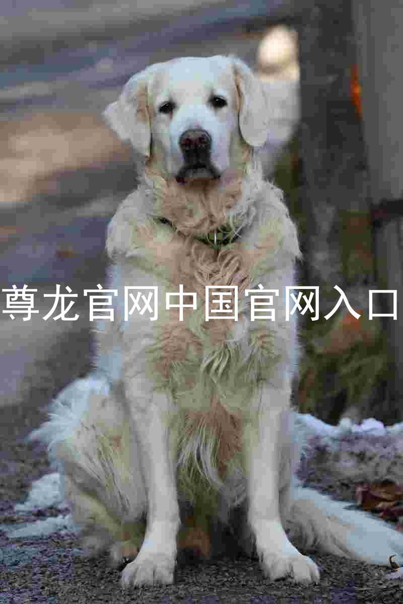 尊龙官网中国官网入口